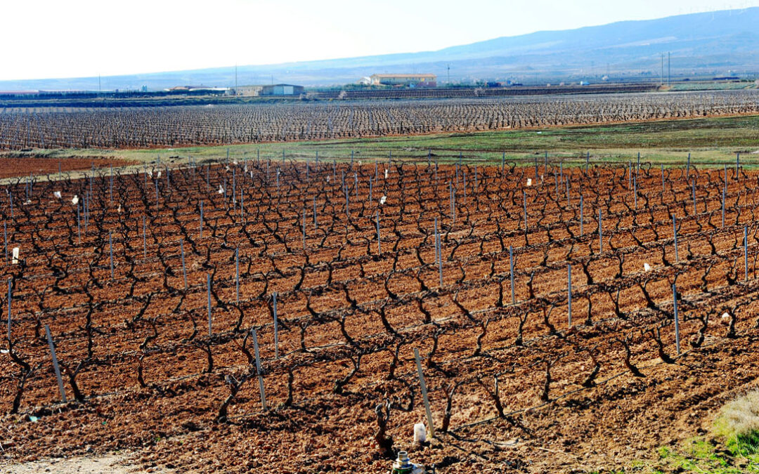 El Ministerio de Agricultura distribuye autorizaciones para plantar 1.407 nuevas hectáreas de viñedo en 2023 aunque la demanda ha caído un 16%