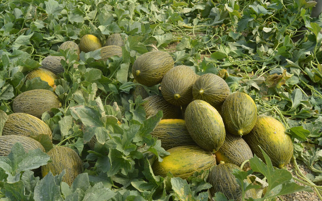 Otro cultivo en crisis: Denuncian que el precio del melón no supere los 20 céntimos por kilo, la mitad de su coste de producción