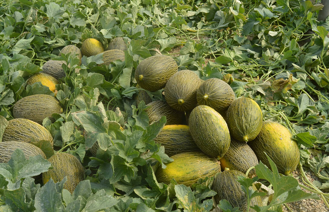 Otro cultivo en crisis: Denuncian que el precio del melón no supere los 20 céntimos por kilo, la mitad de su coste de producción