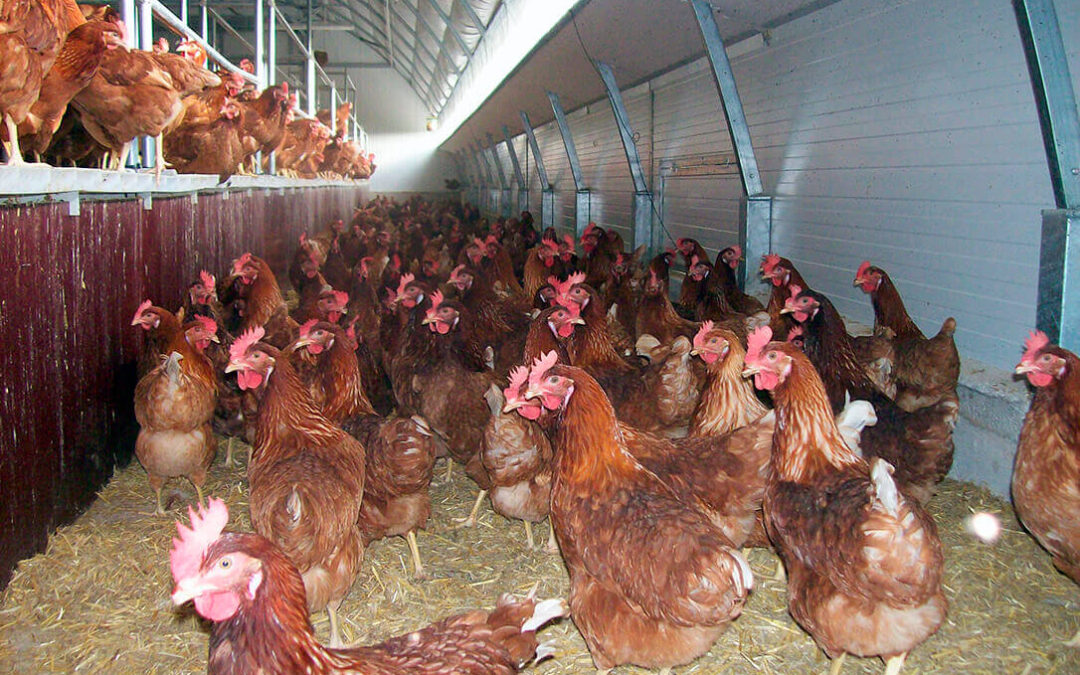 El sector del huevo alerta de los peligros que conllevará una transición precipitada a la producción sin jaulas en la UE
