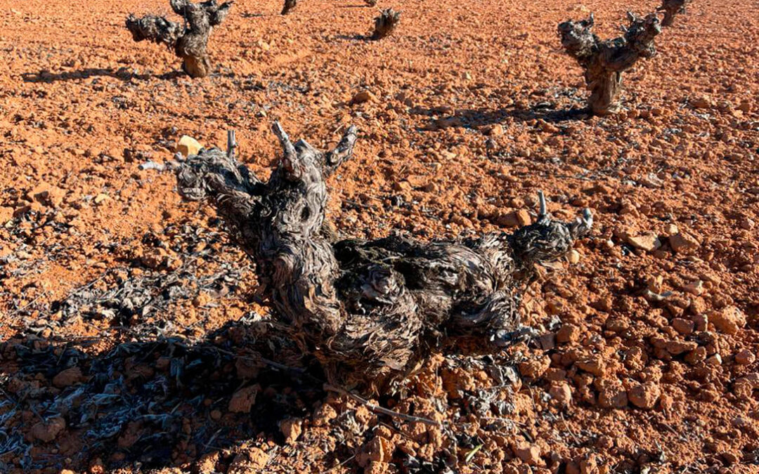 Castilla-La Mancha recibirá 43 millones de euros para reestructuración de viñedo, uno de cada dos euros aprobados