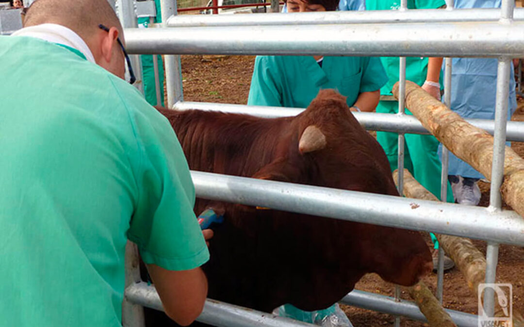 Un estudio universitario halla las variables de mayor riesgo de recurrencia de tuberculosis bovina en Castilla y León