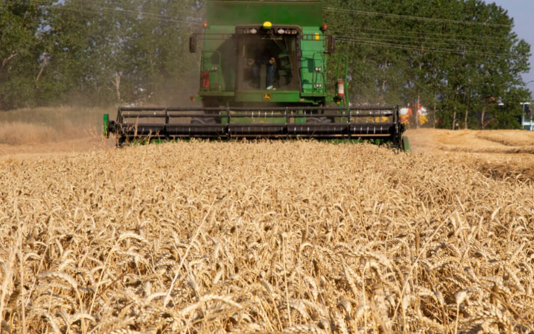 Las malas noticias son en todas partes: el sector agrícola alemán revisa a la baja la cosecha de cereales debido a la sequía