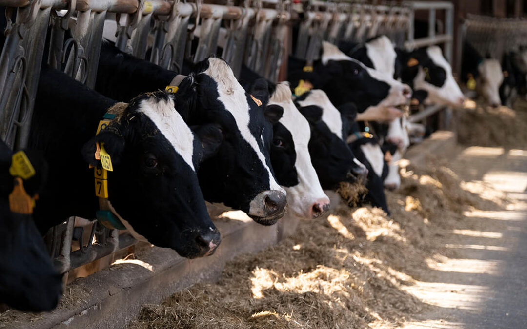 La industria láctea destaca la necesidad de la sostenibilidad económica para lograr la sostenibilidad ambiental