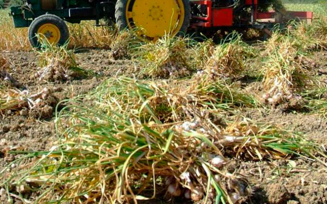 Lo que no mata la sequía lo hace el agua: el 30% de la superficie sembrada de ajo en España no llegará a recogerse por las lluvias caídas