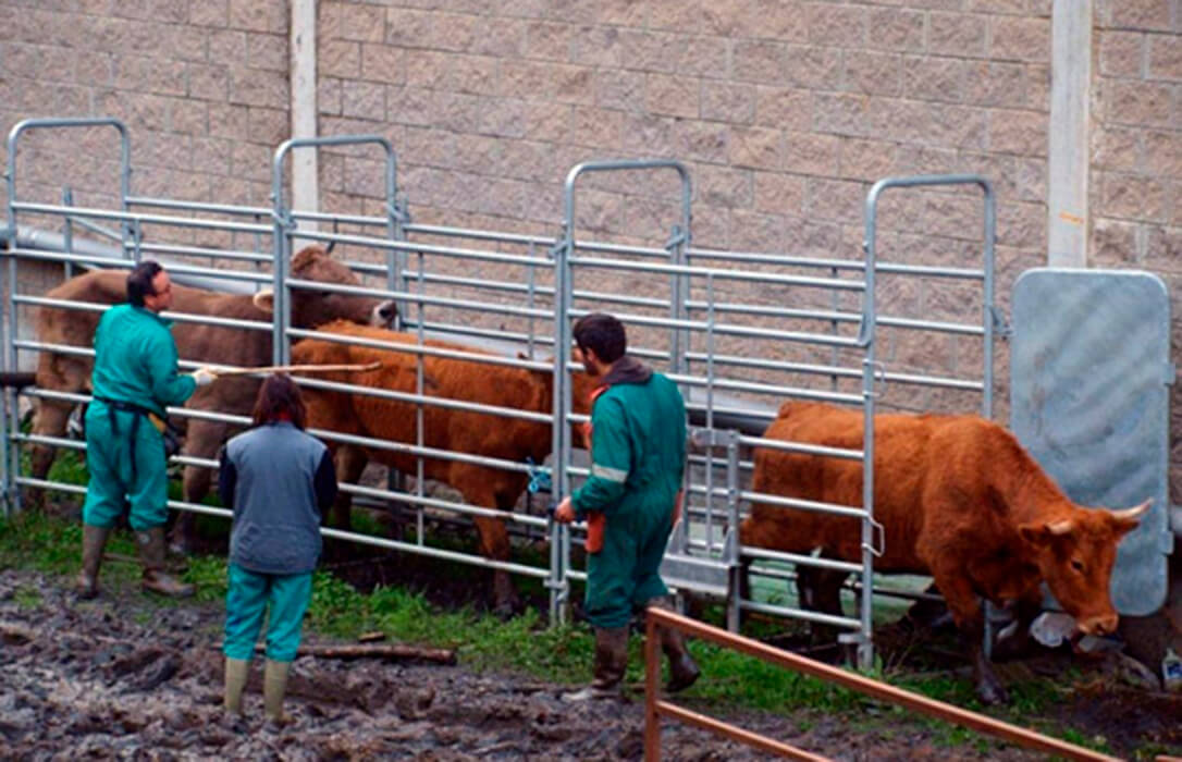 Los ganaderos acuerdan paralizar pacíficamente los saneamientos de campaña para que la administración atienda sus reivindicaciones