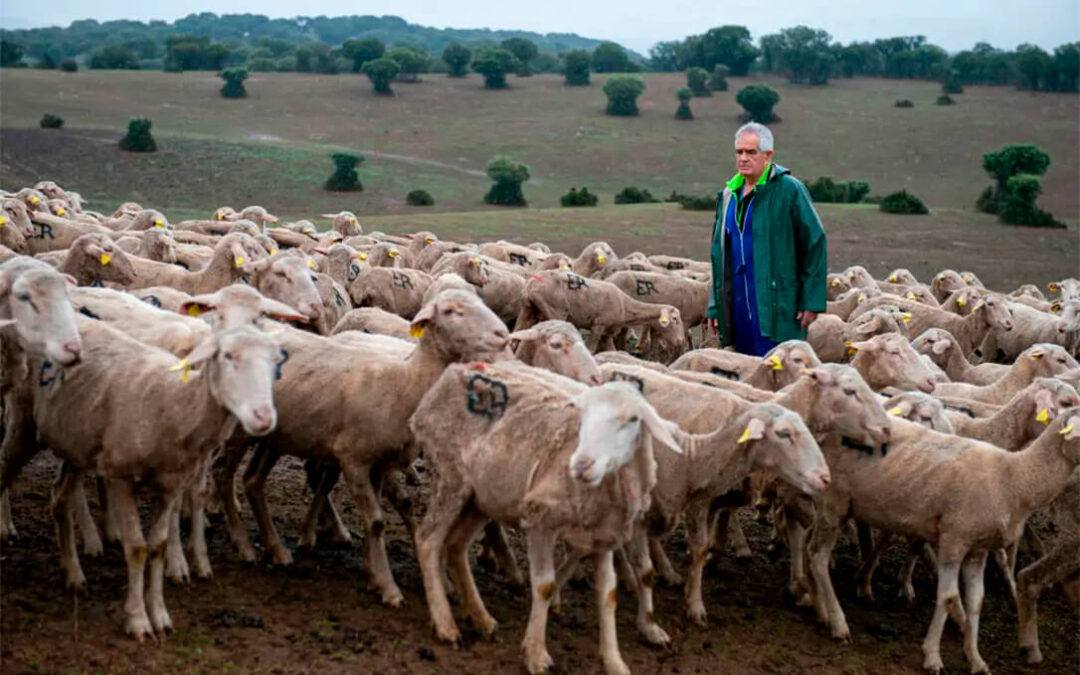 Víctima colateral de una enfermedad: Un trashumante soriano y sus mil ovejas, bloqueados en Ciudad Real por la viruela