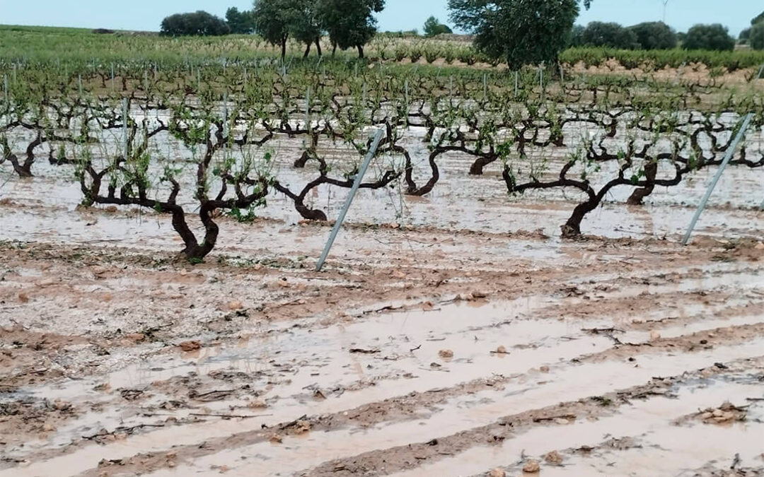 El pedrisco dañó unas 1.000 hectáreas de cultivo en el norte de la comarca de Utiel-Requena con más de un millón de euros de pérdidas