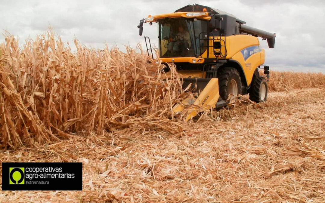 Siguen los malos datos: Cooperativas Extremadura estima una cosecha de cereales cercana a las 337.000 toneladas más de la mitad que hace un año