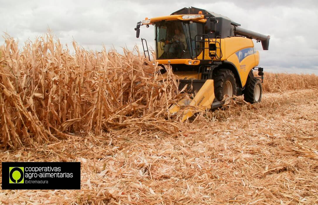 Siguen los malos datos: Cooperativas Extremadura estima una cosecha de cereales cercana a las 337.000 toneladas más de la mitad que hace un año