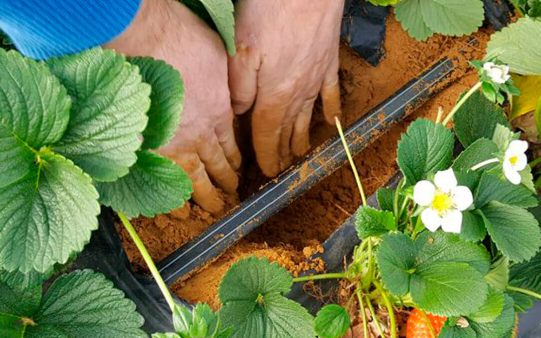 Un innovador sistema de riego disponible para los agricultores logra reducir un 15% el uso de agua en seis fincas de fresas de Doñana