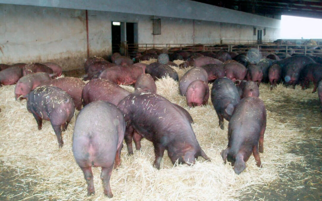 Una buena noticia entre tanta crisis: recuperación del sector porcino que ha ganado durante los primeros meses del año 35 euros por animal