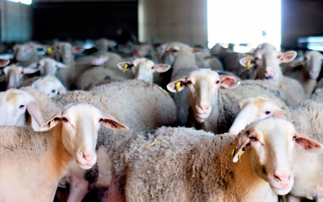 Castilla-La Mancha actualiza las restricciones por la viruela ovina tras pasar dos meses después del último foco