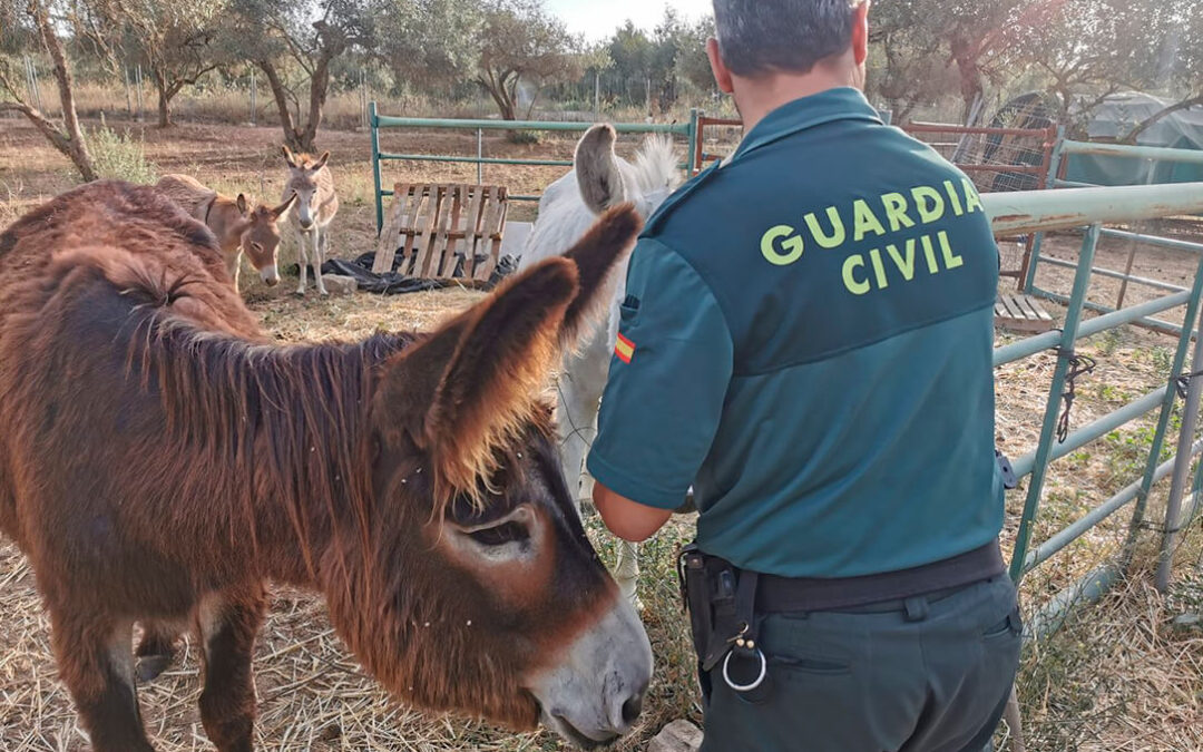 La puesta en marcha de la unidad de burros-bomberos de Doñana se frena al robarles las vallas para hacer los cortafuegos y las cuadras móviles