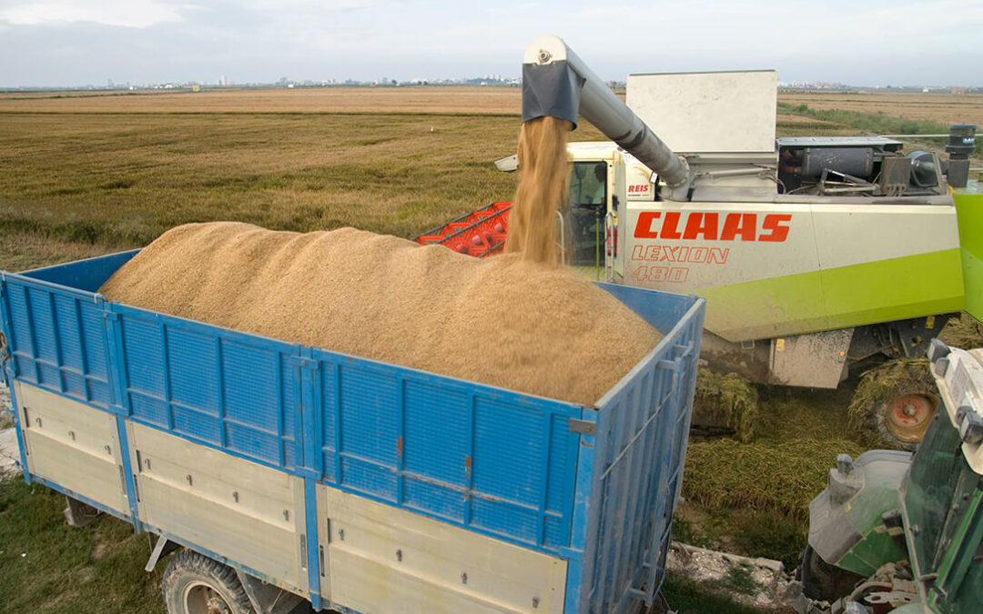 Los precios internacionales del cereal bajan frente al clamor por el acuerdo de Ucrania y la Lonja de León cierra una caída de dos euros este lunes