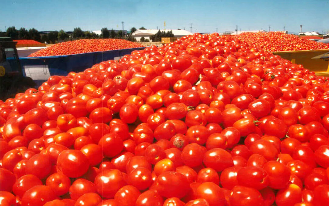 El calor no afecta al tomate extremeño, que prevé una producción normal y con precios superiores a la anterior campaña