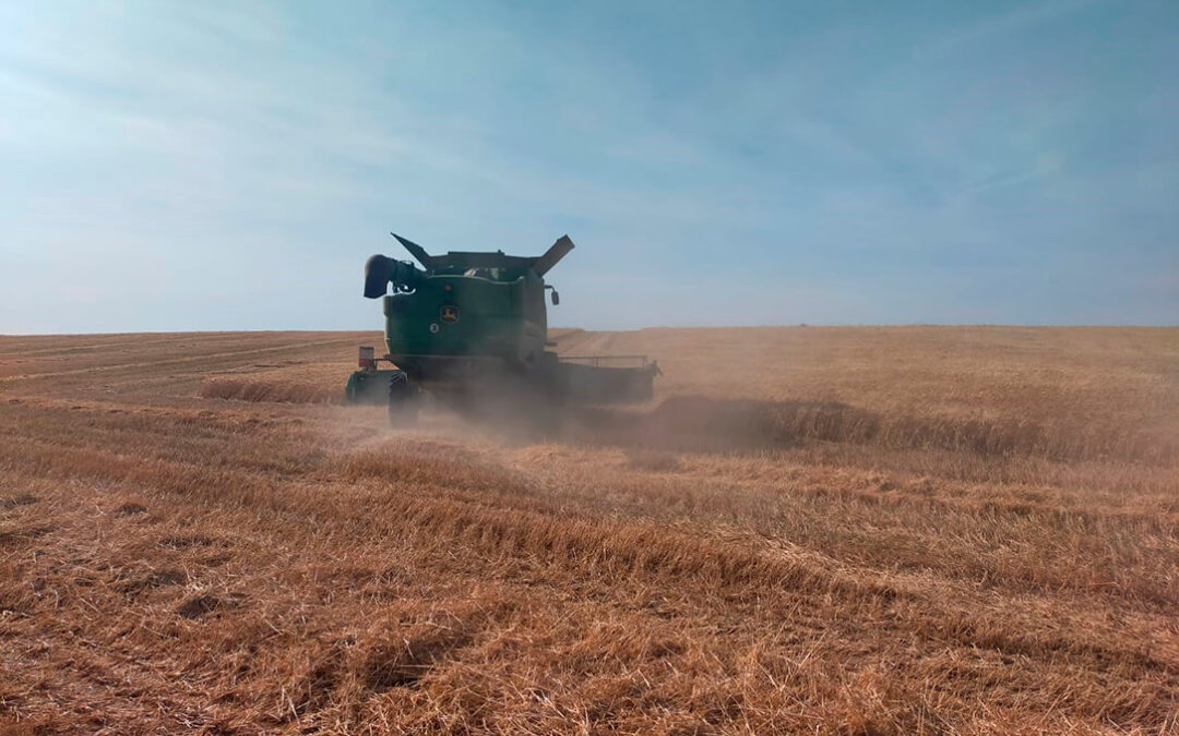 Finaliza la recolección de cereales en Córdoba con reducción del 60%  con parcelas sin cosechar y parte para el ganado en forraje