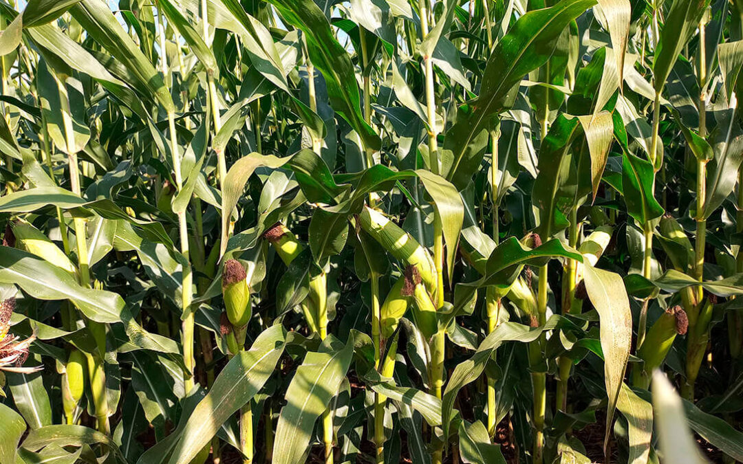 Los cambios de cultivos que promueve la nueva PAC provocan que la superficie de maíz se reduzca en un 10% en León