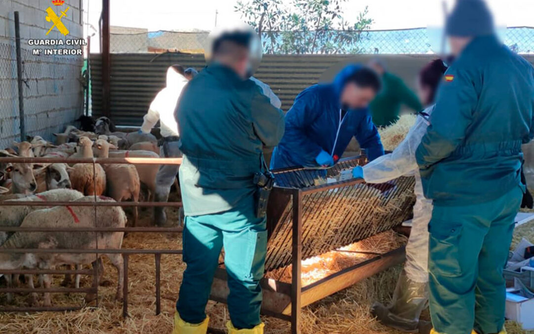 22 personas implicadas en el sacrificio clandestino de ganado para la venta ilegal de la carne de ovino y caprino