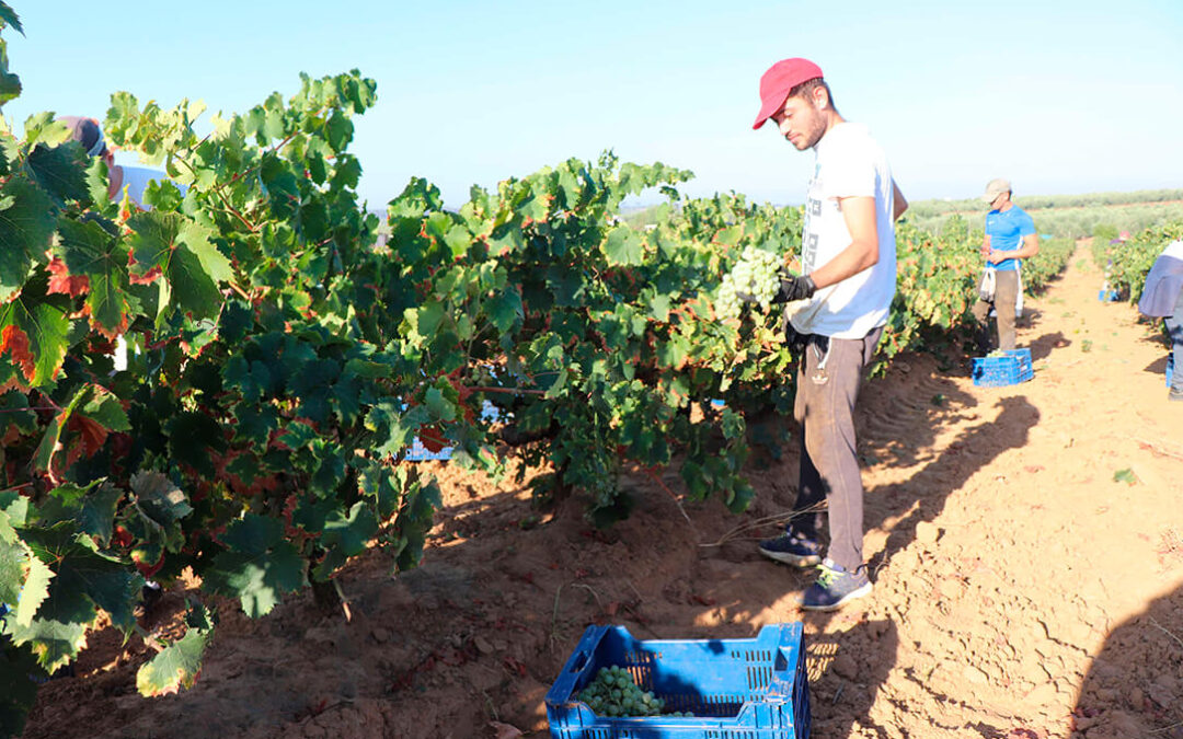 La DOP Condado de Huelva adelanta la vendimia de las variedades minoritarias ante las altas temperaturas y sequía