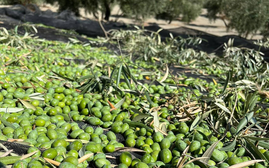 El aceite de oliva despide en máximos una legislatura con importantes cambios legislativos