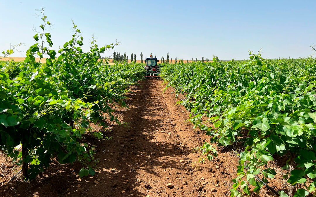 Nueva estrategia en defensa de la uva y sus productores: garantizar los costes, exigir que se cumpla la normativa y cambiar el seguro