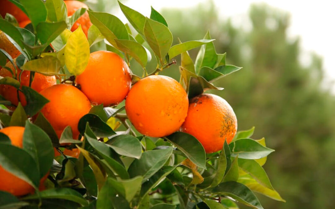 Advierten de que el calor y la sequía de marzo provocarán una merma en la cosecha de naranjas y mandarinas al alterar la floración de los cítricos