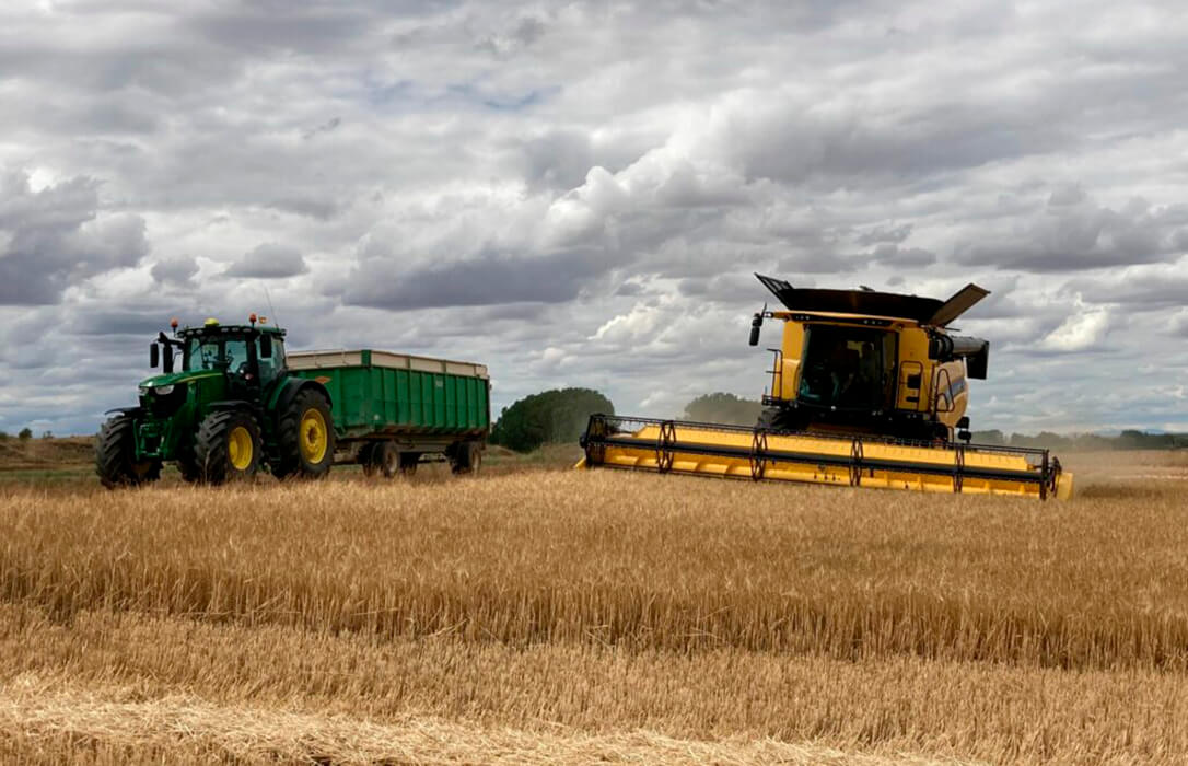 El pesimismo sigue instaurado en los mercados de cereales, cuyas cotizaciones siguen cayendo sin freno en la lonja de León