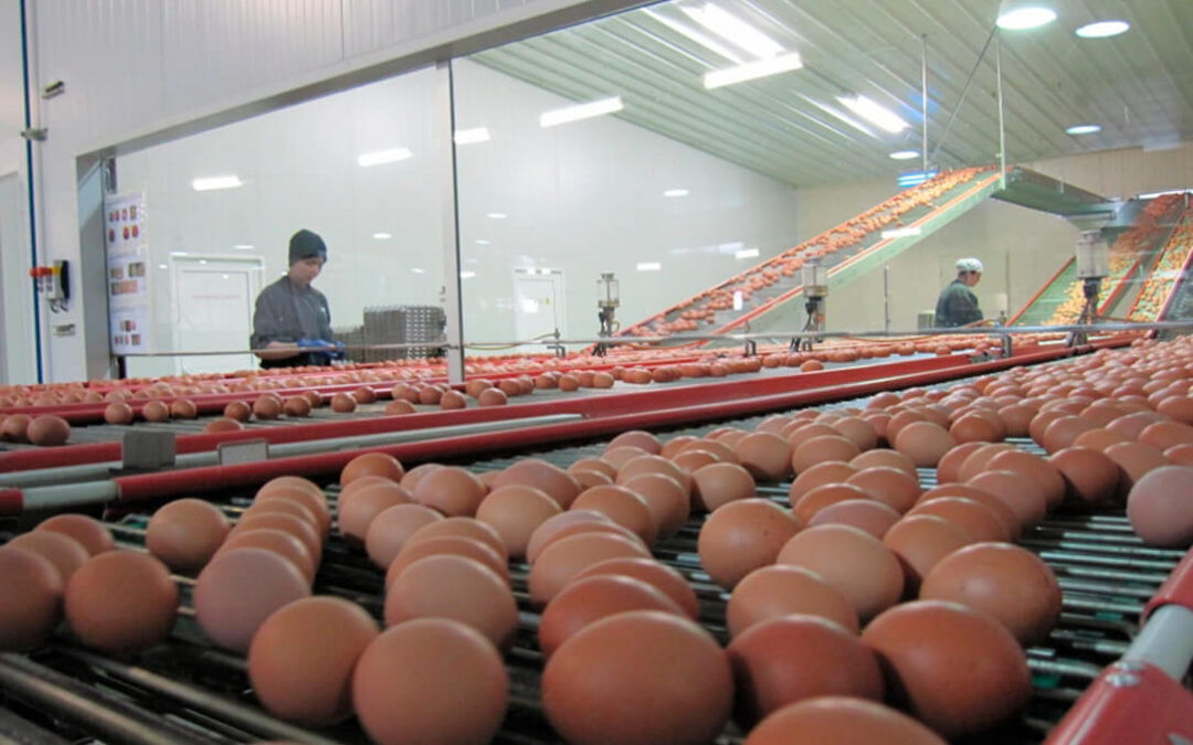 El Ministerio de Agricultura aprueba la nueva extensión de norma del huevo y sus productos para los próximos cinco años