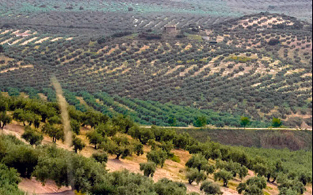 Una nueva fuente de ingresos: O.Live inicia la monetización de créditos de carbono de sus fincas de olivar ecológico en Jaén