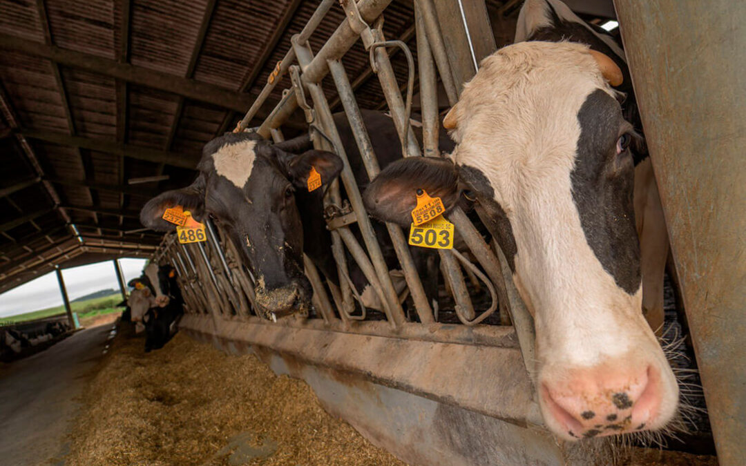 Los nuevos contratos de la leche proponen un descenso de entre 3 y 5 céntimos y los precios llevan ya un descenso del 30% desde diciembre