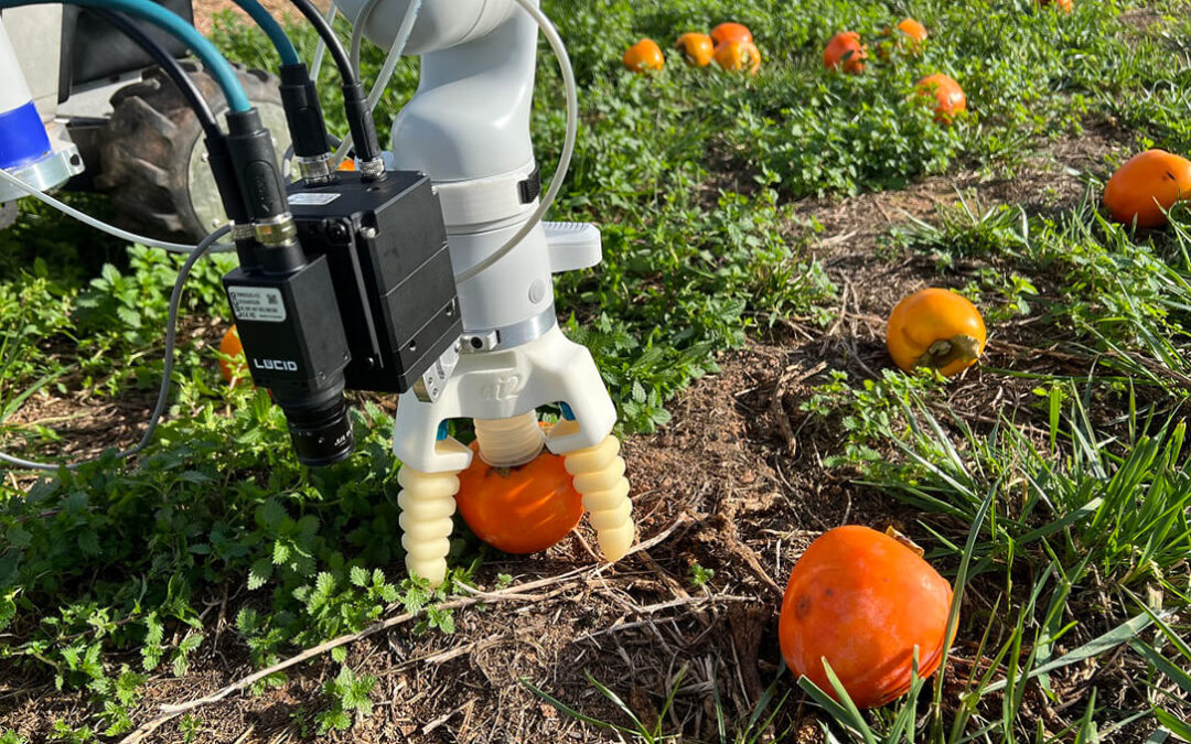 Desarrollan un sistema autónomo de detección y recolección de frutas del suelo, basado en tecnologías fotónicas e inteligencia artificial