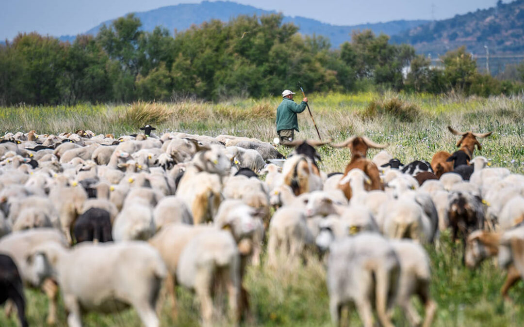 Un rebaño de ovejas verdes para cuidar y regenerar la naturaleza en 15 explotaciones ganaderas de cinco CCAA