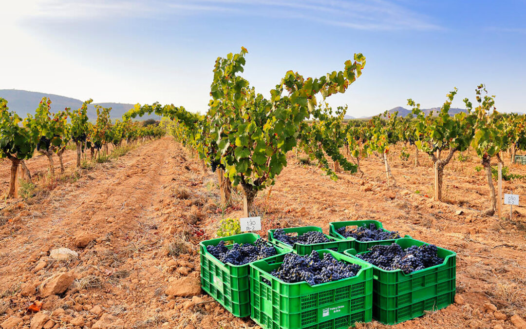 La CE no ve problemas en reducir el uso de fitosanitarios en la uva y el sector europeo reivindica que «la viticultura es esencial en Europa”