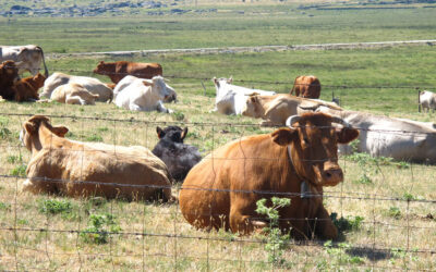 Los consumidores muestran un alto interés por todo lo relacionado con el bienestar animal entre el sector ganadero de producción de carne