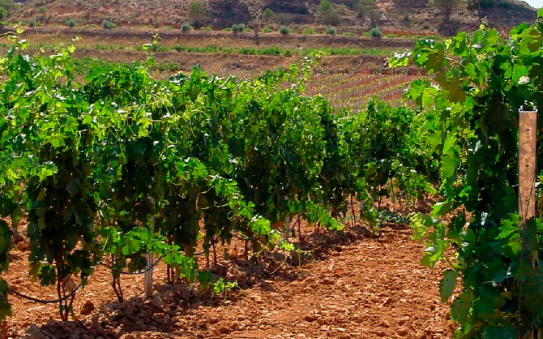 Reclaman ayudas para los viticultores de al menos 20.000 euros por explotación tras quedarse fuera de las ayudas del Gobierno por la sequía