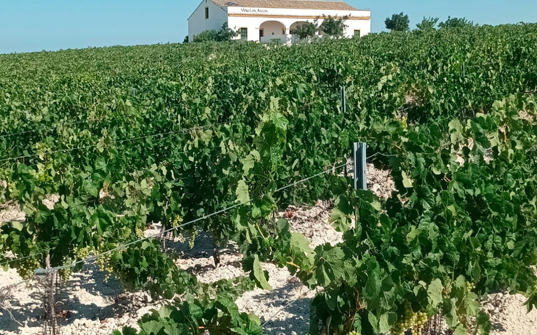 Bodega Valdespino lanza su primer vino ecológico ampliando su colección de vinos tranquilos en el seno del Marco de Jerez