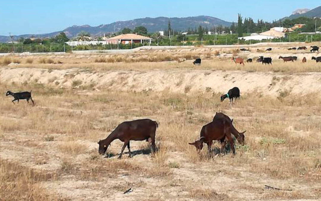 La falta de agua, los costes y la recesión económica han reducido más de un 30 por ciento la renta agraria en la región de Murcia
