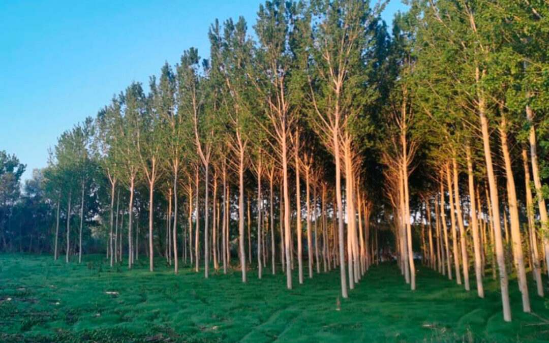 El sector aplaude que Andalucía simplifique el modelo de gestión de las choperas y su madera para la plantación, riego o podas