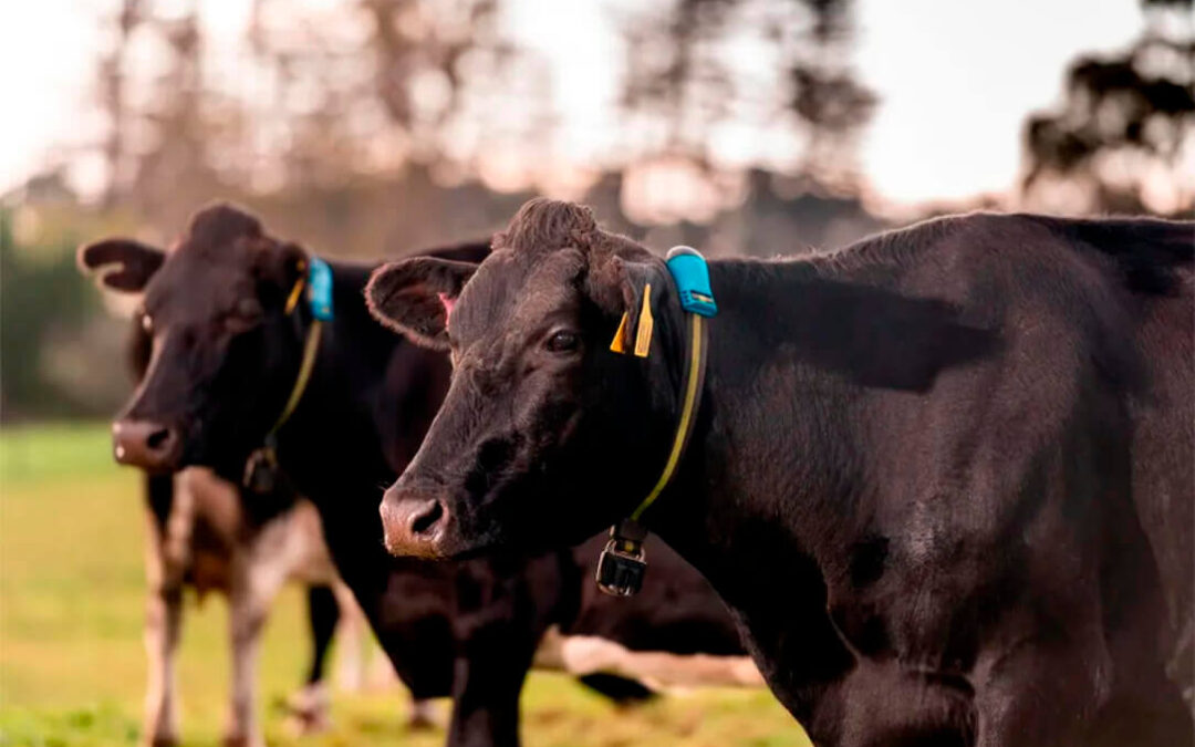 Innovación tecnológica y bienestar animal: las vacas ya pueden zafarse de las olas de calor gracias a un collar inteligente