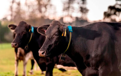 Innovación tecnológica y bienestar animal: las vacas ya pueden zafarse de las olas de calor gracias a un collar inteligente