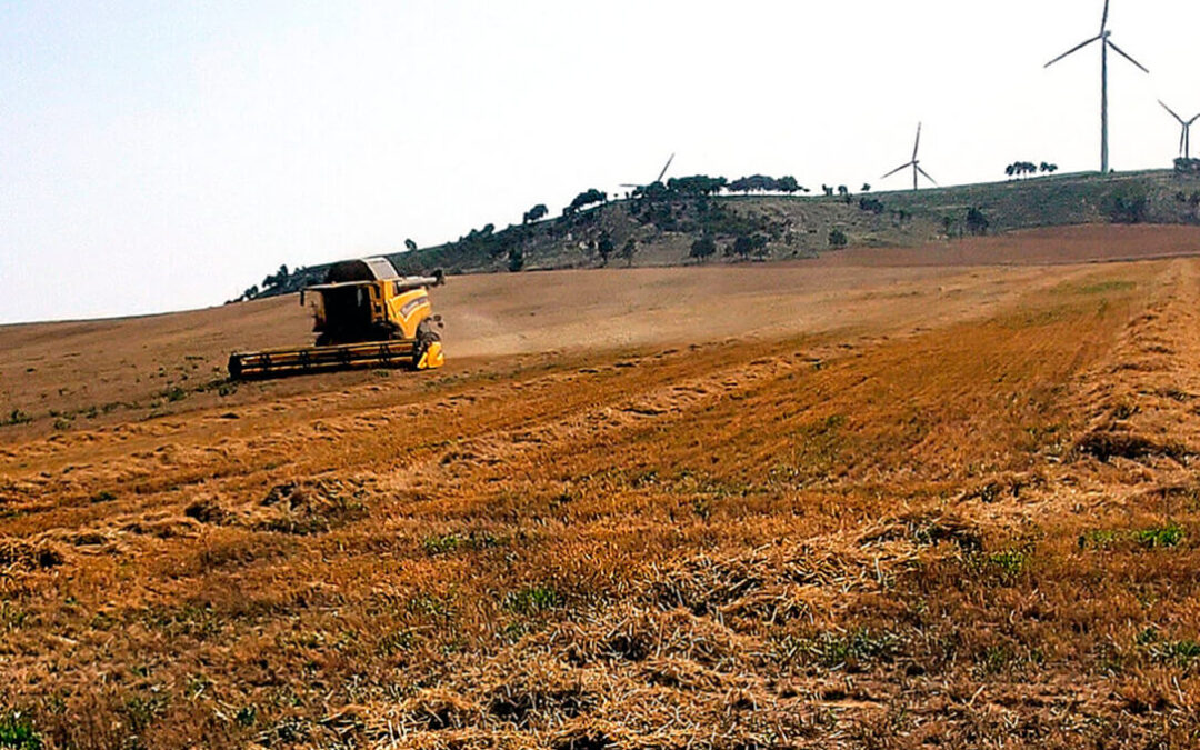 Agroseguro, con el visto bueno de Enesa, quiere incrementar un 30% de media las tasas del seguro de cereales ante la indignación del sector