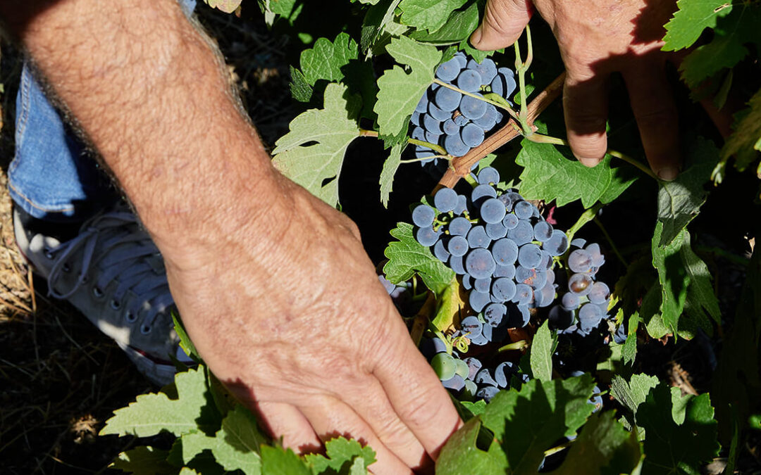 Comienza una vendimia muy sana y de gran calidad con 300.000 kg de uva calificada en la DOP Sierra de Salamanca
