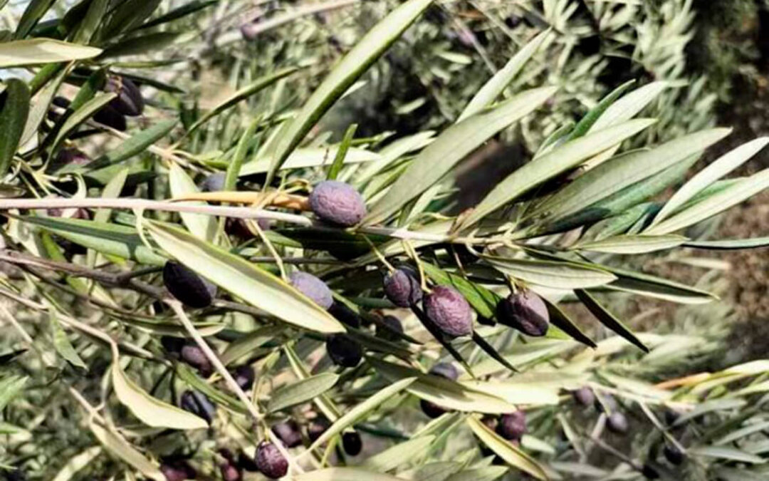 Sigue el enfado porque el olivar se queda fuera de todas las ayudas por la sequía, a pesar de ser su segundo año con una mínima cosecha