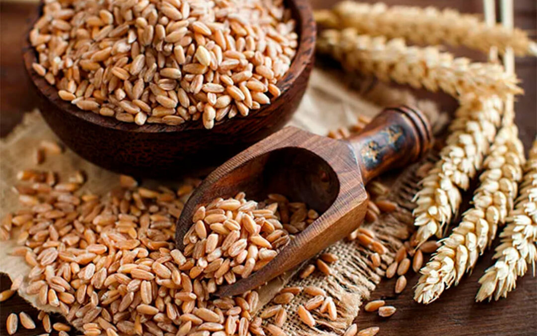 ¿Espelta o trigo común? La diversidad de componentes nutricionales impide elegir una especie como la más saludable