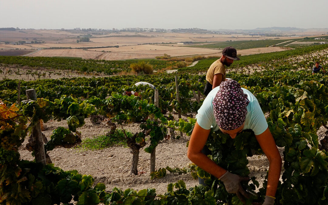 Valdespino, vendimiando una viña única: la emblemática bodega jerezana arranca su vendimia en su histórica viña