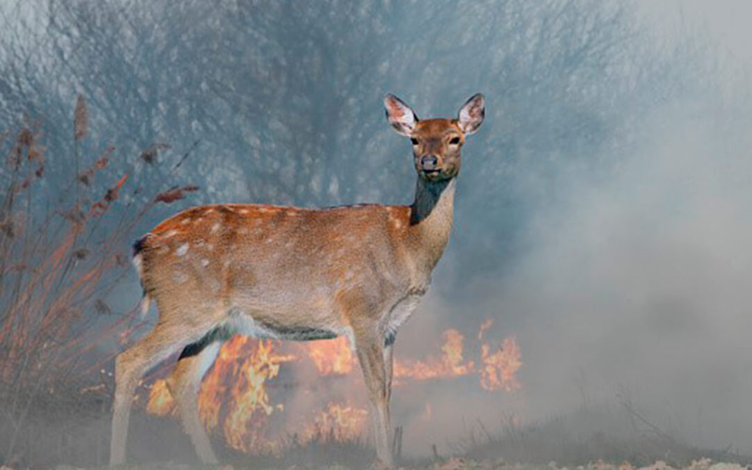 Día Mundial de la Prevención de los Incendios Forestales: los animales son las víctimas invisibles de los incendios