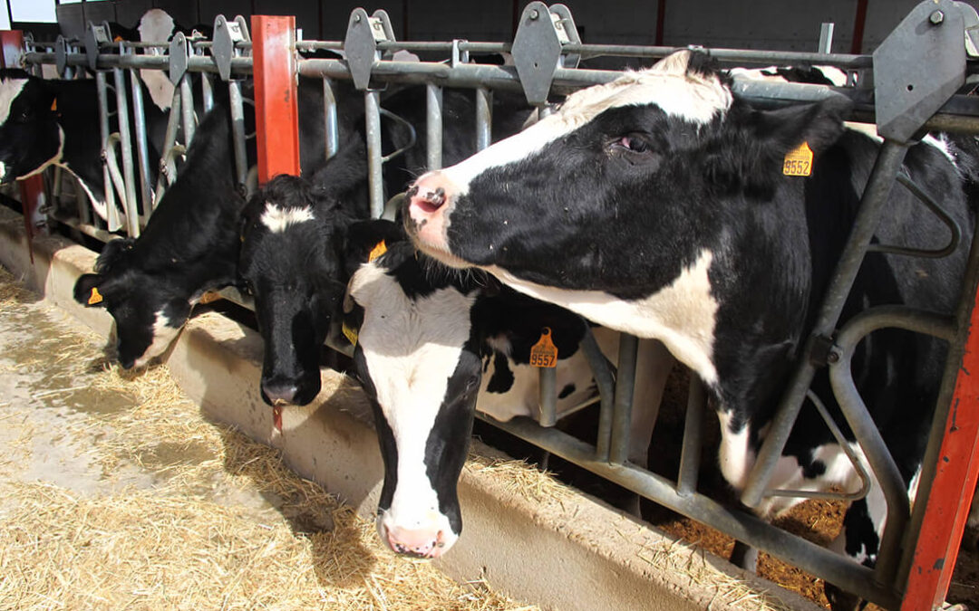 Los ganaderos denuncian que la industria hace caer en picado el precio de la leche para hacer acopio porque se prevé escasez para octubre