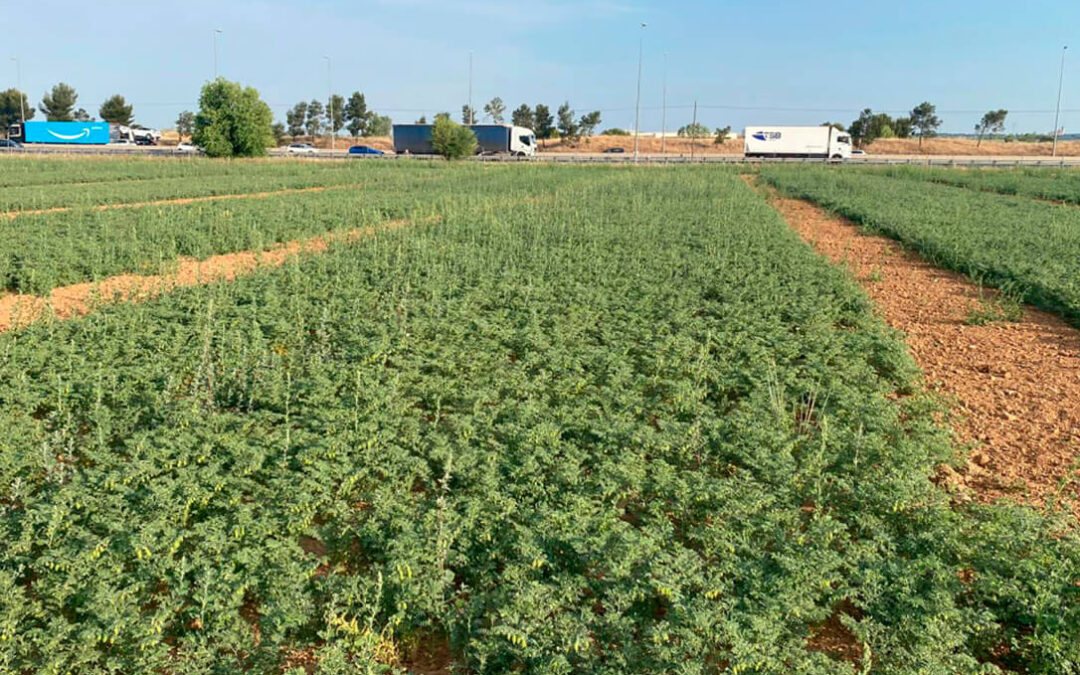 La Comunidad de Madrid trabaja en la recuperación de leguminosas olvidadas para adelantarse a las consecuencias de la sequía