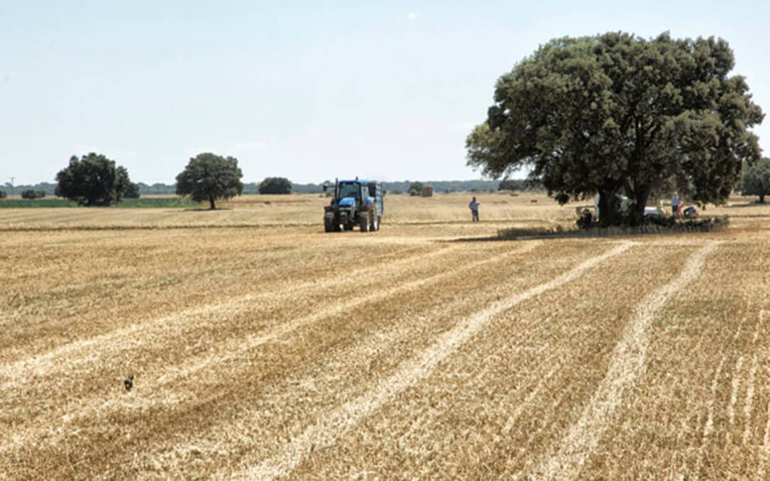 Sin novedad en el frente de los cereales: los precios en los mercados nacionales están bajando como lo refleja la lonja del Ebro